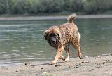 LEONBERG 594